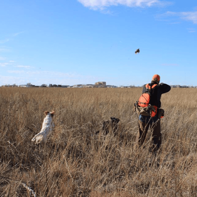 Released Bird Hunting