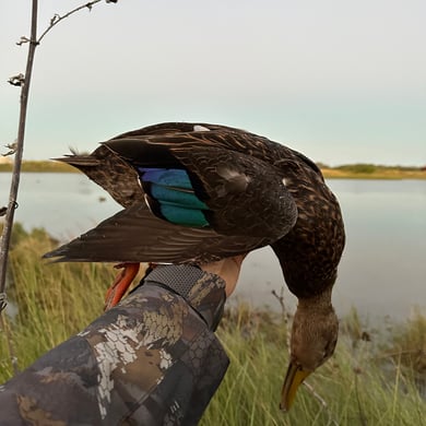 Hunting from a Blind