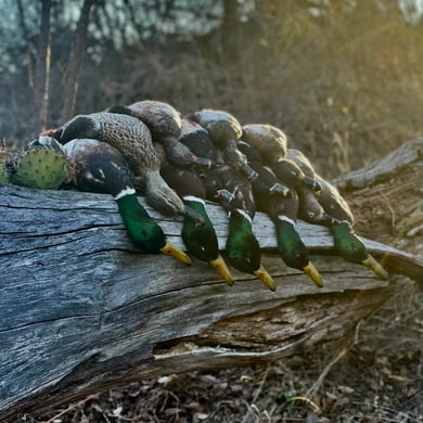 Hunting from a Blind