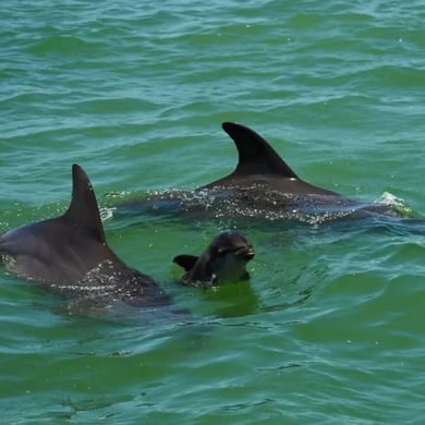 Marco Island