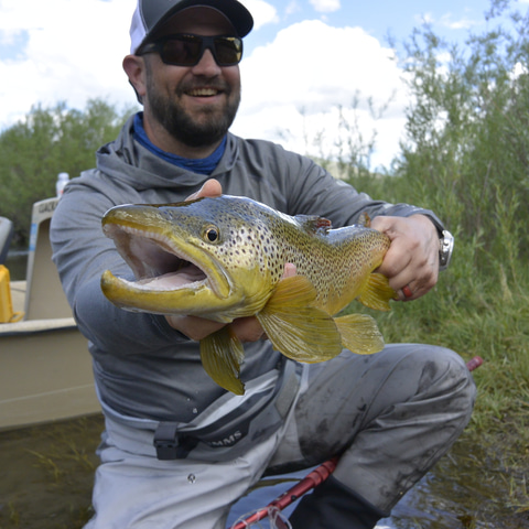 Brown Trout