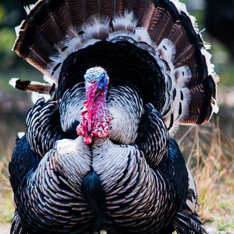 Turkey