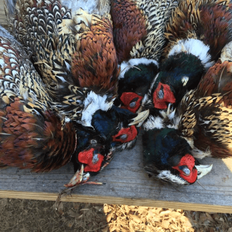 Pheasant