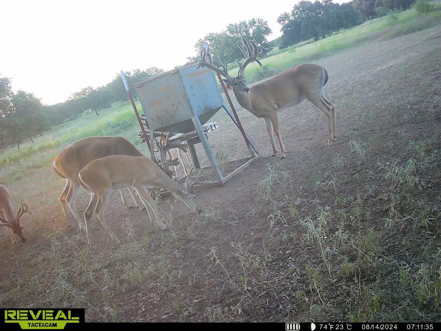 San Saba County White Tail Hunts In Richland Springs