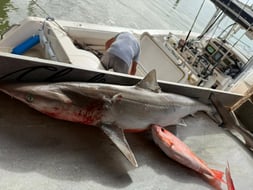 Photo from Francisco