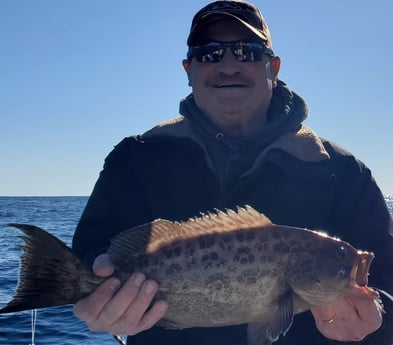 Scamp Grouper Fishing in Mount Pleasant, South Carolina