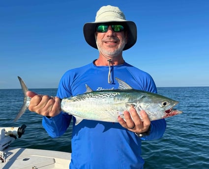 False Albacore Fishing in Sarasota, Florida
