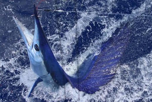 Blue Marlin fishing in 