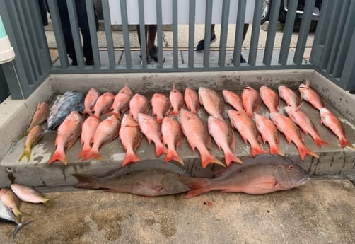 African Pompano, False Albacore, Mutton Snapper, Yellowtail Snapper Fishing in Hypoluxo, Florida