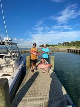 King Mackerel / Kingfish, Red Snapper fishing in Gulf Shores, Alabama