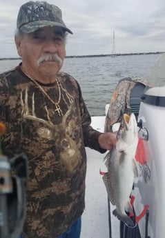 Speckled Trout / Spotted Seatrout fishing in San Leon, Texas