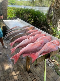 Red Snapper, Scamp Grouper fishing in Sarasota, Florida