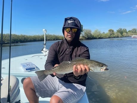 Speckled Trout / Spotted Seatrout Fishing in St. Petersburg, Florida