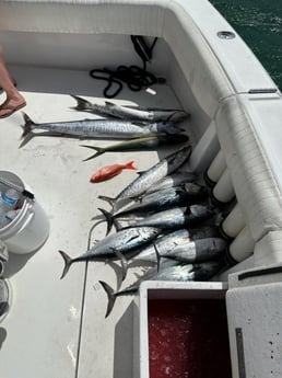 False Albacore, Kingfish, Mahi Mahi, Vermillion Snapper, Wahoo Fishing in Pompano Beach, Florida