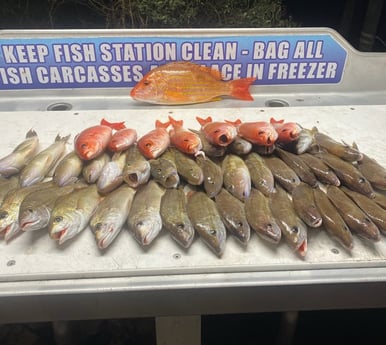 Grunt, Vermillion Snapper Fishing in Destin, Florida