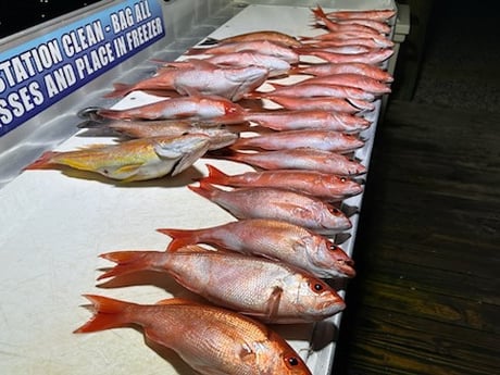 Lane Snapper, Red Snapper, Vermillion Snapper Fishing in Destin, Florida