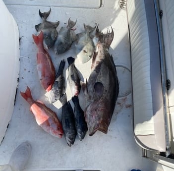 Black Seabass, Broomtail Grouper, Redfish, Triggerfish Fishing in North Charleston, South Carolina