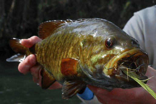 Smallmouth Bass Fishing in Johnson City, Tennessee