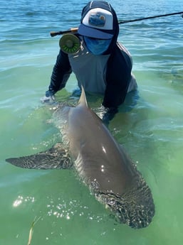 Lemon Shark Fishing in Tavernier, Florida