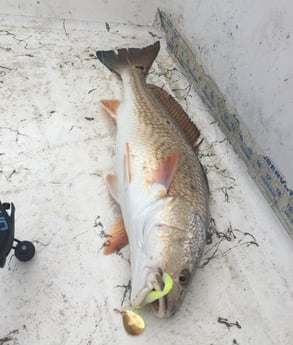 Redfish fishing in Clear Lake Shores, Texas