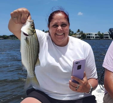 Striped Bass fishing in Delray Beach, Florida