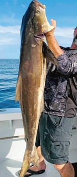 Cobia Fishing in Clearwater, Florida