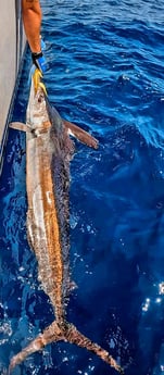 Black Marlin Fishing in Galveston, Texas