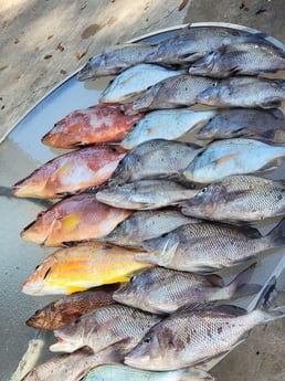 Hogfish, Lane Snapper, Scup / Porgy Fishing in Clearwater, Florida
