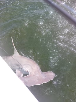 Fishing in Galveston, Texas