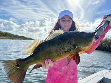 Peacock Bass Fishing in Palmetto Bay, Florida