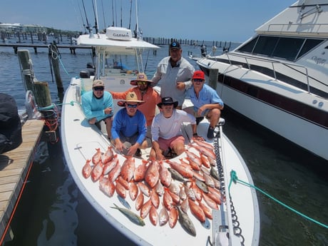 Amberjack, Mahi Mahi, Red Snapper, Vermillion Snapper Fishing in Gulf Shores, Alabama