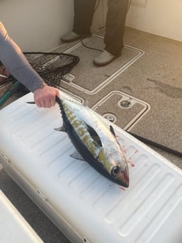 Blackfin Tuna Fishing in Freeport, Texas