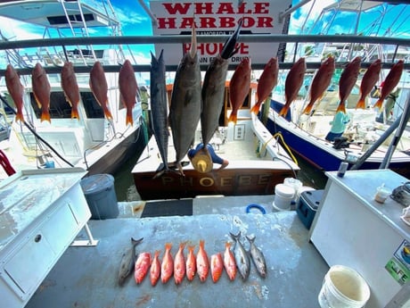 Amberjack, Redfish, Wahoo Fishing in Islamorada, Florida