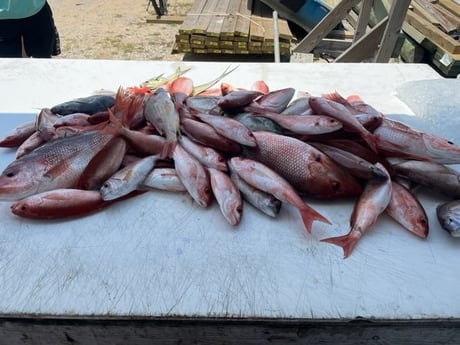Red Snapper, Scup, Vermillion Snapper Fishing in Pensacola, Florida