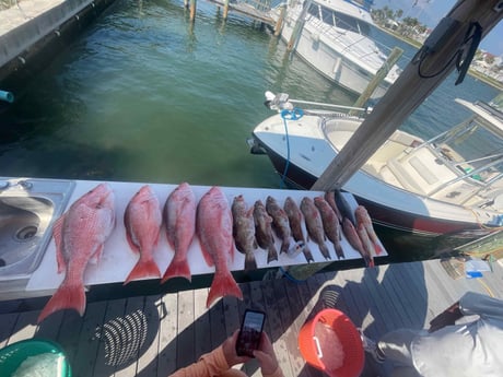 Red Grouper, Red Snapper Fishing in Madeira Beach, Florida