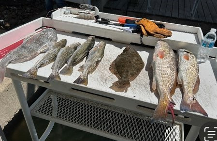 Black Drum, Flounder, Redfish, Speckled Trout Fishing in Texas City, Texas