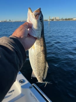 Speckled Trout / Spotted Seatrout Fishing in Orange Beach, Alabama