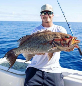 Scamp Grouper Fishing in Clearwater, Florida