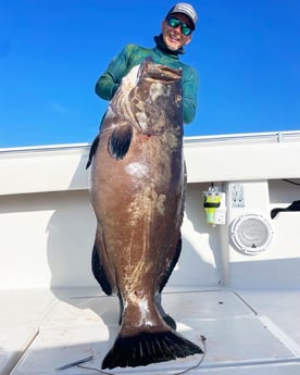 Black Grouper Fishing in Islamorada, Florida