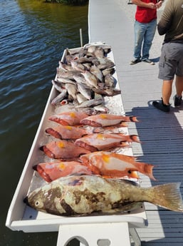 Grunt, Hogfish, Red Grouper Fishing in Clearwater, Florida