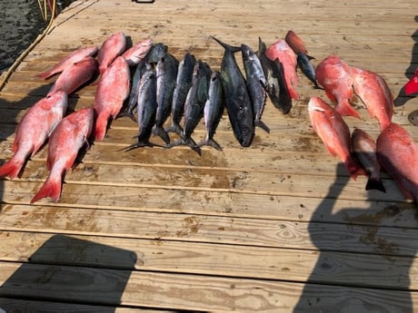 King Mackerel / Kingfish, Mangrove Snapper, Red Snapper fishing in Dauphin Island, Alabama