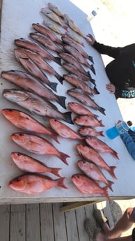 Mangrove Snapper, Vermillion Snapper fishing in Pensacola, Florida
