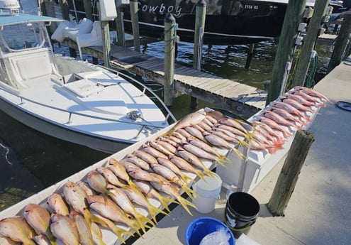 Red Snapper, Yellowtail Snapper Fishing in St. Petersburg, Florida