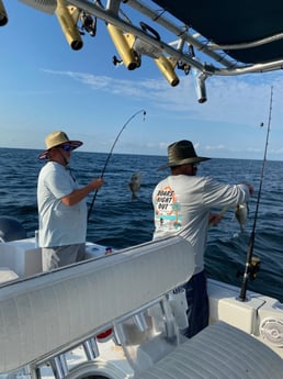 Triggerfish Fishing in Pensacola, Florida
