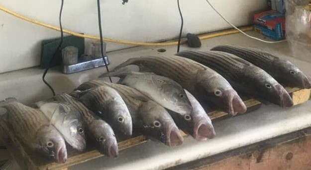 Hybrid Striped Bass, Striped Bass fishing in Pottsboro, Texas