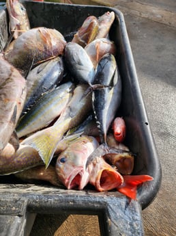 Blackfin Tuna, Tilefish, Vermillion Snapper, Yellowtail Amberjack Fishing in Galveston, Texas