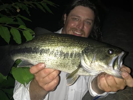 Largemouth Bass fishing in Leicester, North Carolina