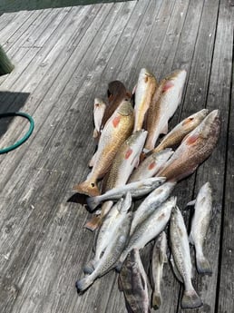 Black Drum, Redfish, Speckled Trout Fishing in Port O&#039;Connor, Texas