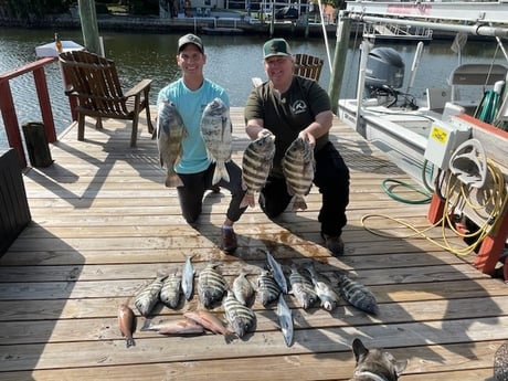 Mangrove Snapper, Sheepshead, Spanish Mackerel Fishing in St. Petersburg, Florida