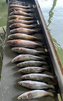 Black Drum, Redfish, Speckled Trout / Spotted Seatrout fishing in San Leon, Texas